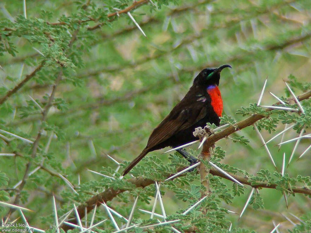 Hunter's Sunbird male adult breeding, identification