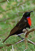 Hunter's Sunbird