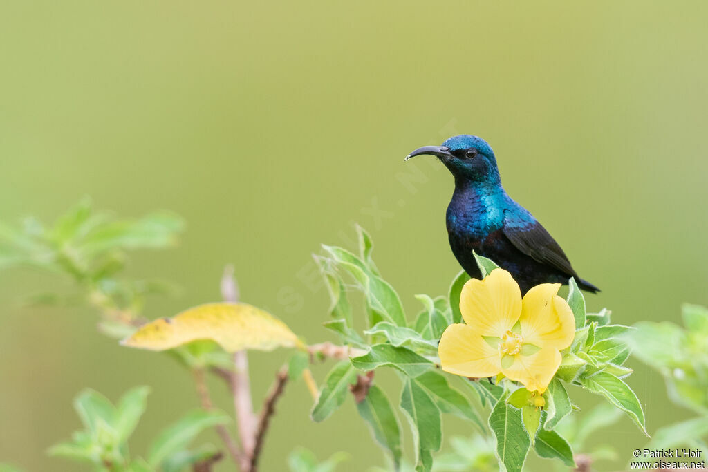 Loten's Sunbird male adult