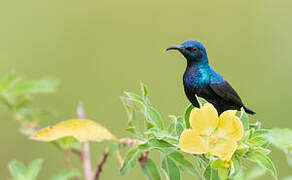 Loten's Sunbird