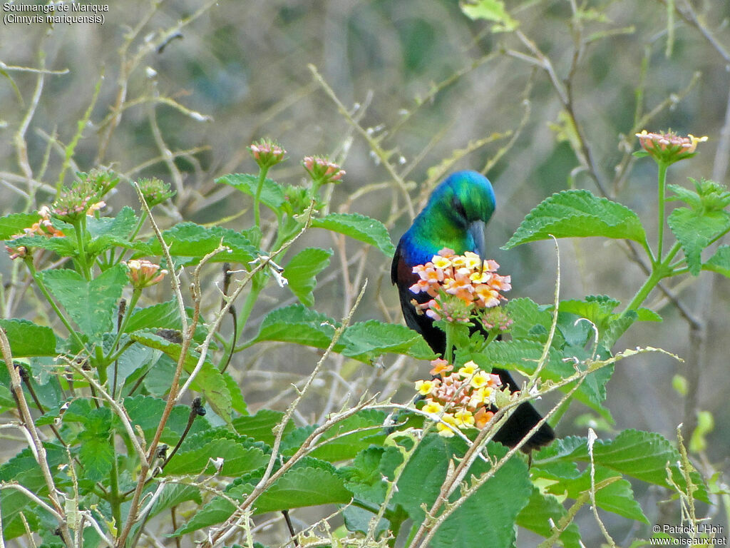 Marico Sunbird