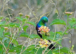 Marico Sunbird