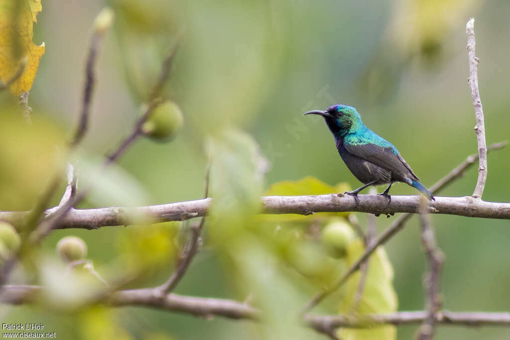 Palestine Sunbird male adult breeding, identification