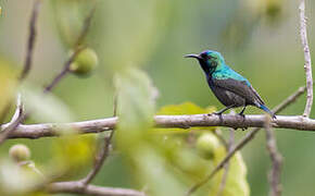 Palestine Sunbird