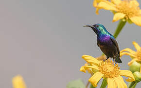 Palestine Sunbird