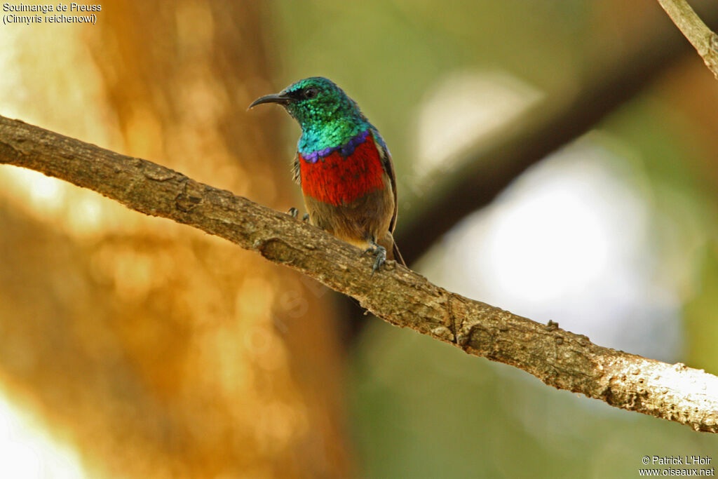 Northern Double-collared Sunbird