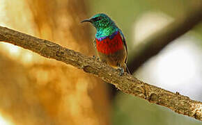 Northern Double-collared Sunbird