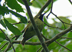 Plain-backed Sunbird