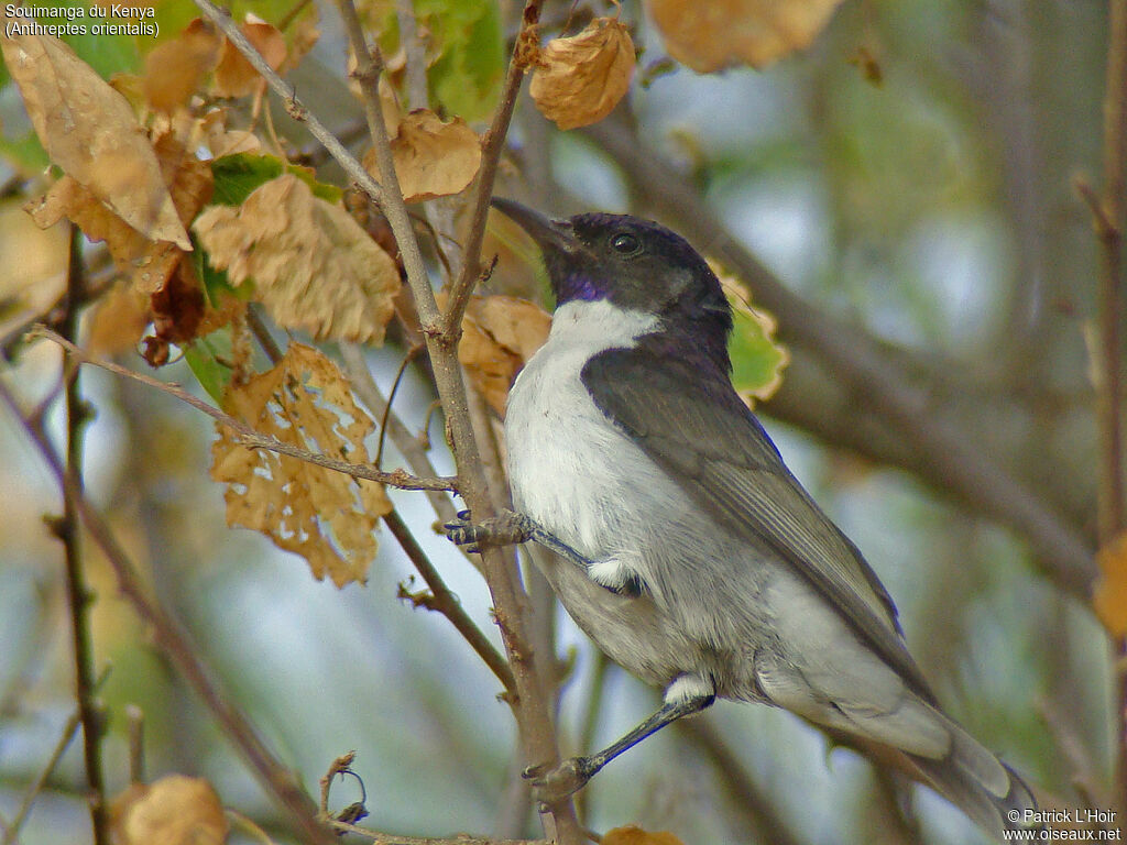 Eastern Violet-backed Sunbird