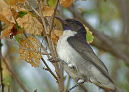 Eastern Violet-backed Sunbird