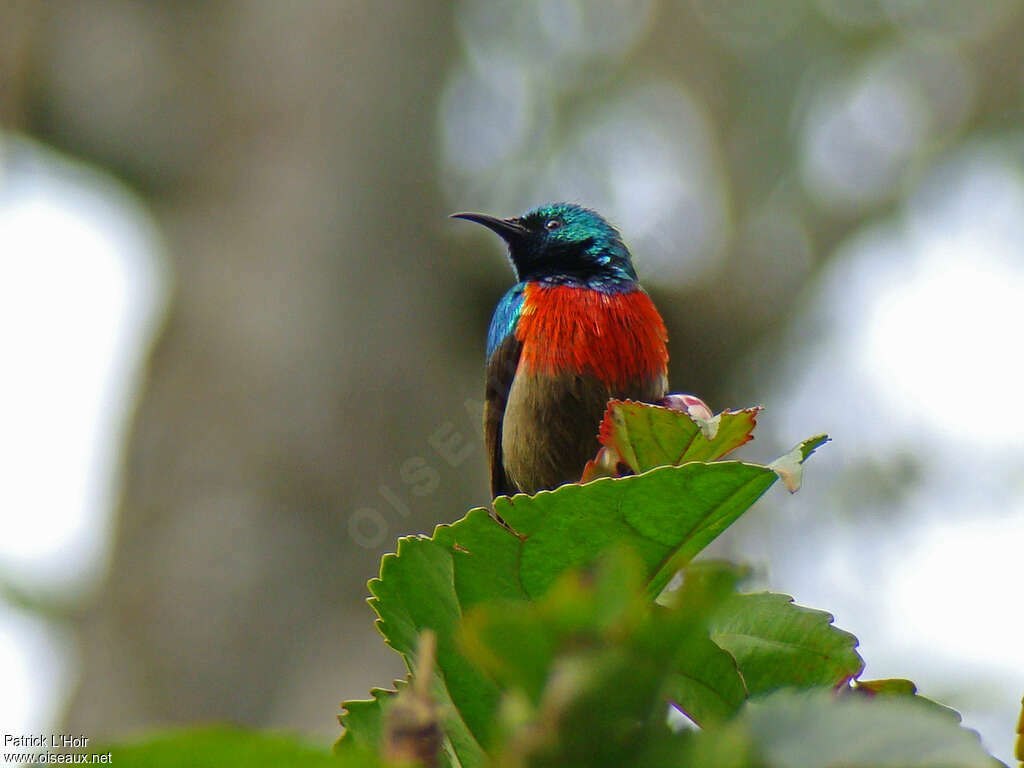 Eastern Double-collared Sunbird, pigmentation