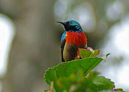 Eastern Double-collared Sunbird