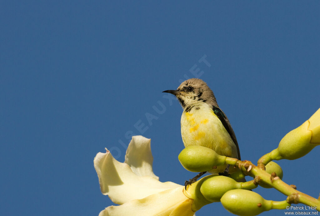 Nile Valley Sunbird