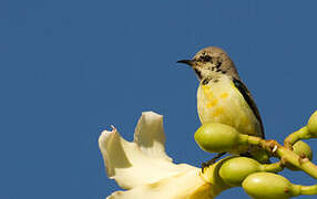 Nile Valley Sunbird