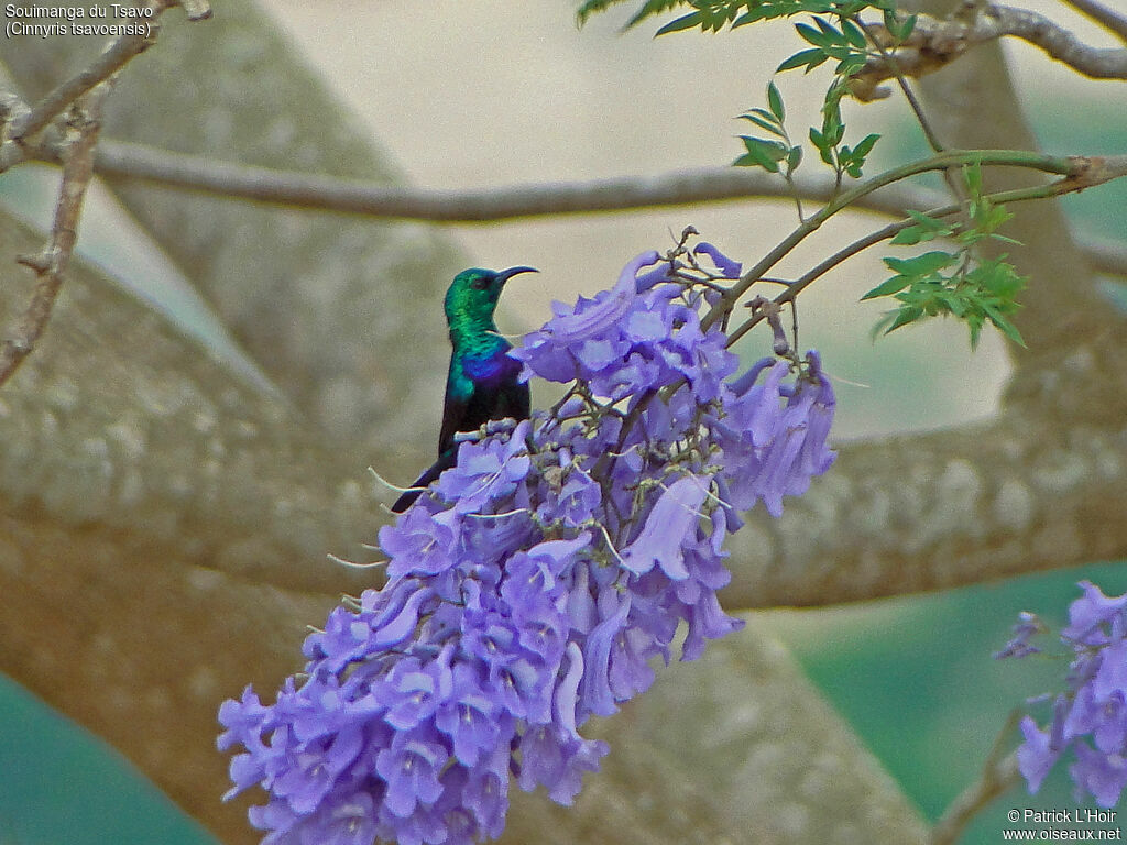 Tsavo Sunbird