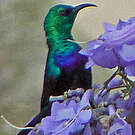 Souimanga du Tsavo