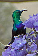 Tsavo Sunbird