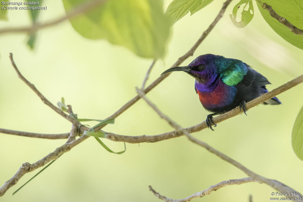 Splendid Sunbird male adult