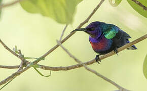 Splendid Sunbird