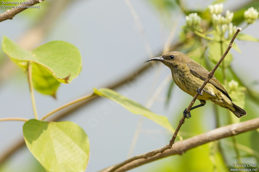 Splendid Sunbird female adult