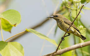 Splendid Sunbird