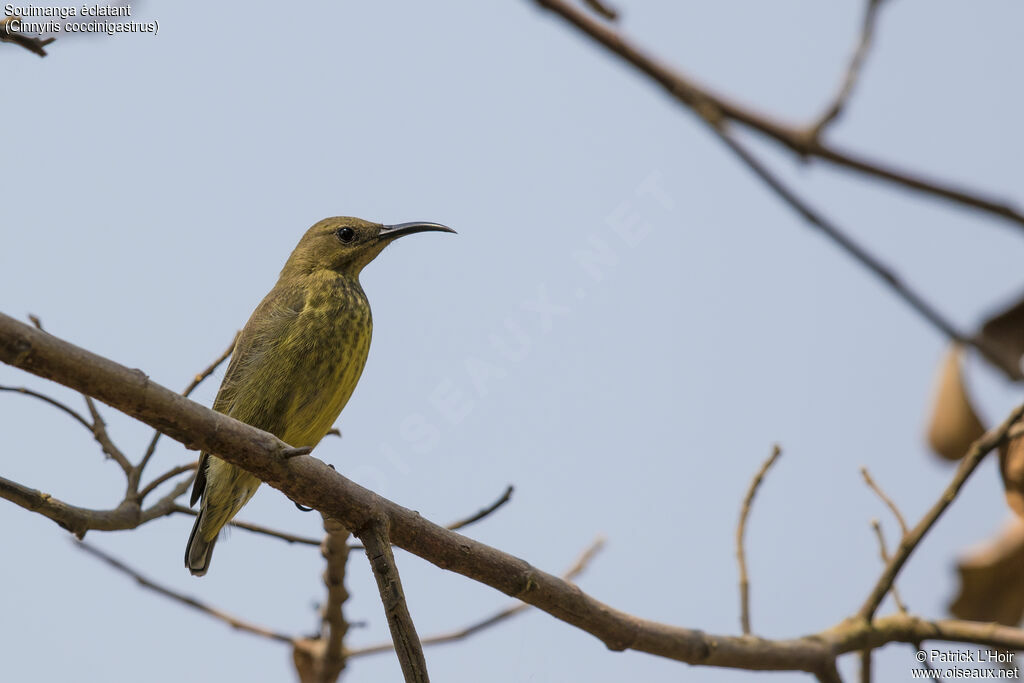 Splendid Sunbird female adult