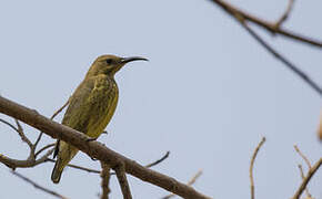 Splendid Sunbird