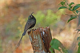 Malachite Sunbird