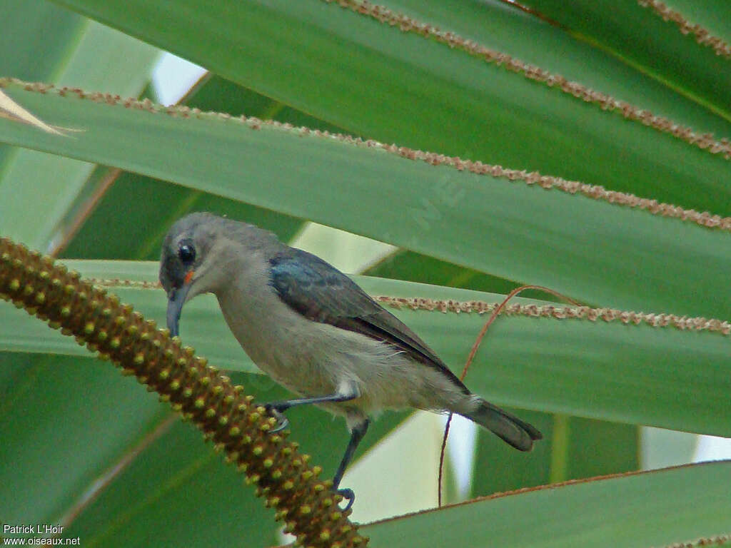 Grey Sunbird