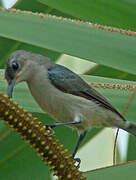 Grey Sunbird