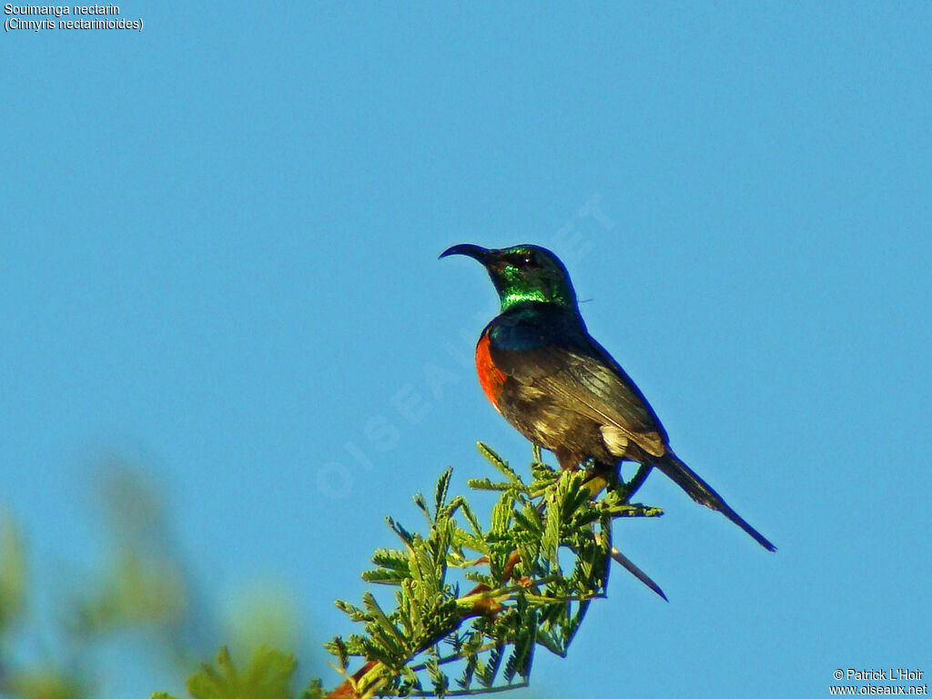 Black-bellied Sunbird