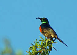 Black-bellied Sunbird