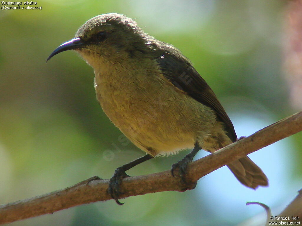 Olive Sunbird