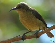 Olive Sunbird