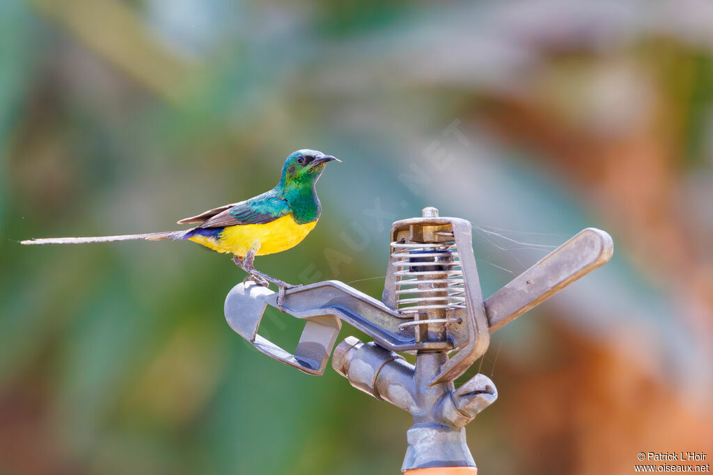 Pygmy Sunbird male