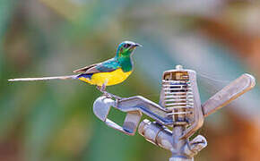 Pygmy Sunbird