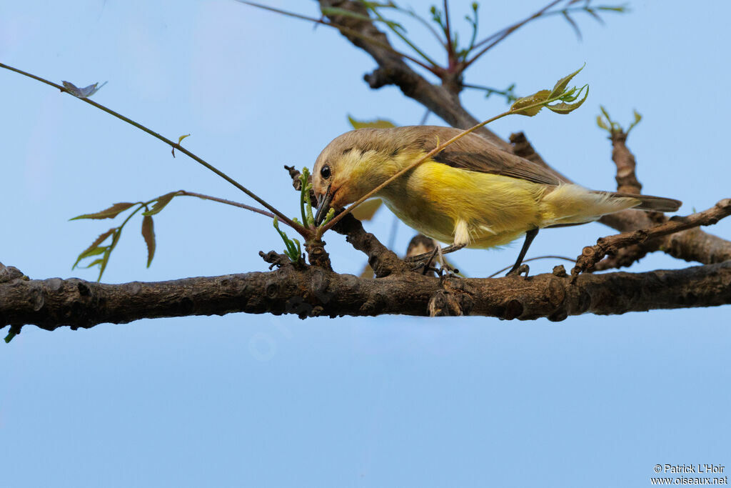 Pygmy Sunbird female