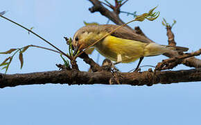 Pygmy Sunbird