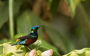 Superb Sunbird