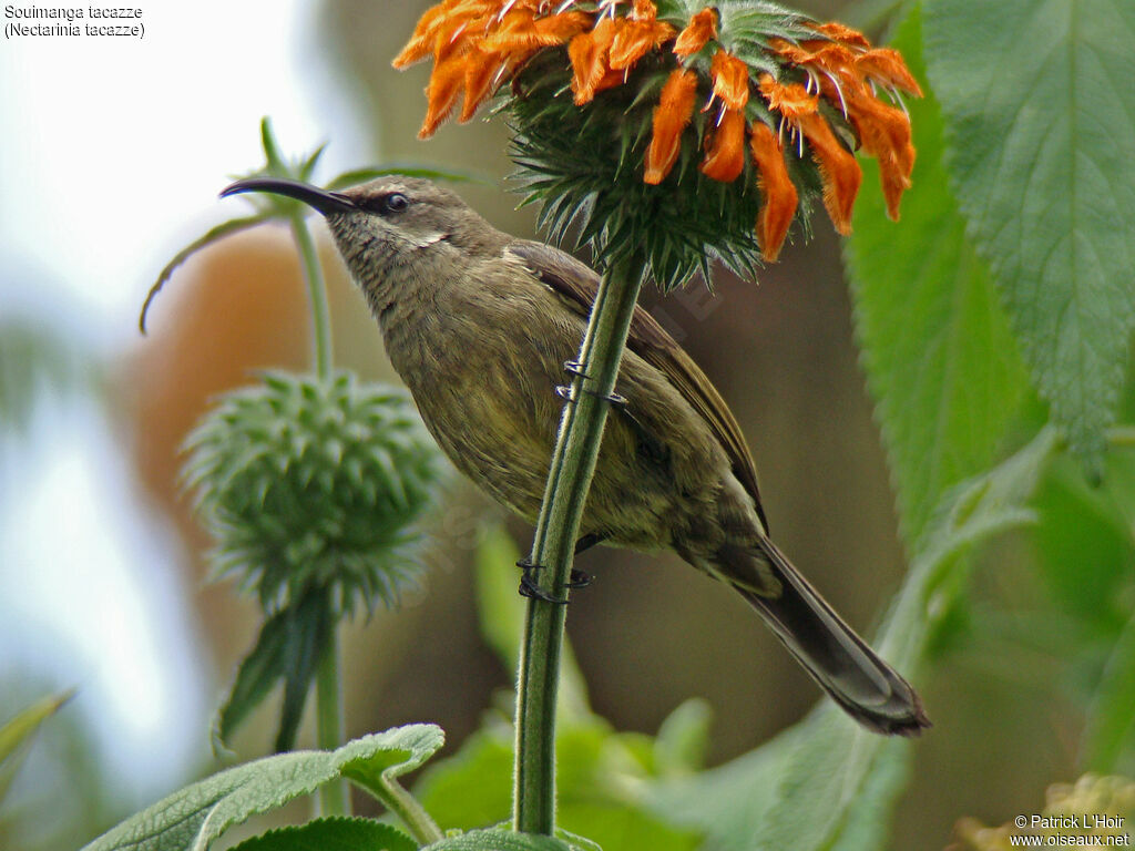 Tacazze Sunbird