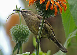 Tacazze Sunbird