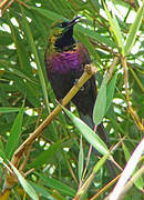 Tacazze Sunbird