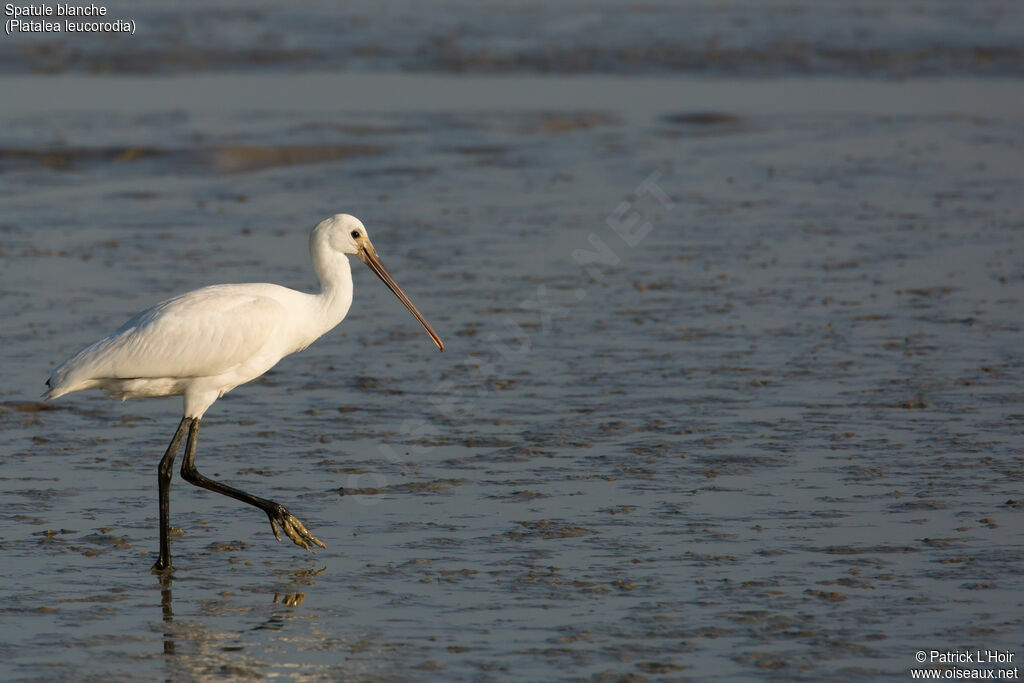 Eurasian Spoonbill