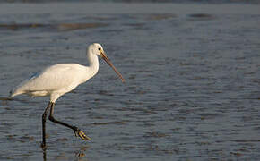 Eurasian Spoonbill