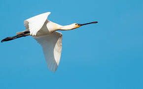 Eurasian Spoonbill