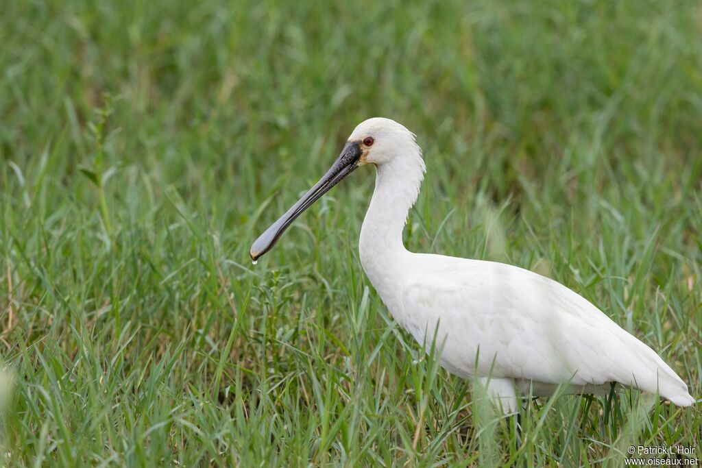 Eurasian Spoonbill