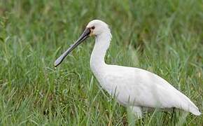 Eurasian Spoonbill