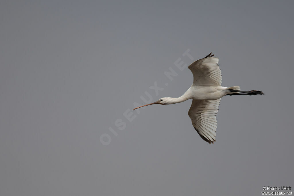 Eurasian Spoonbill