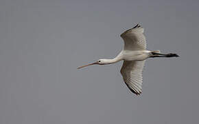 Eurasian Spoonbill