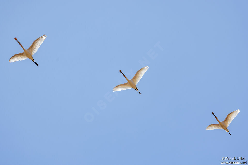 Eurasian Spoonbill